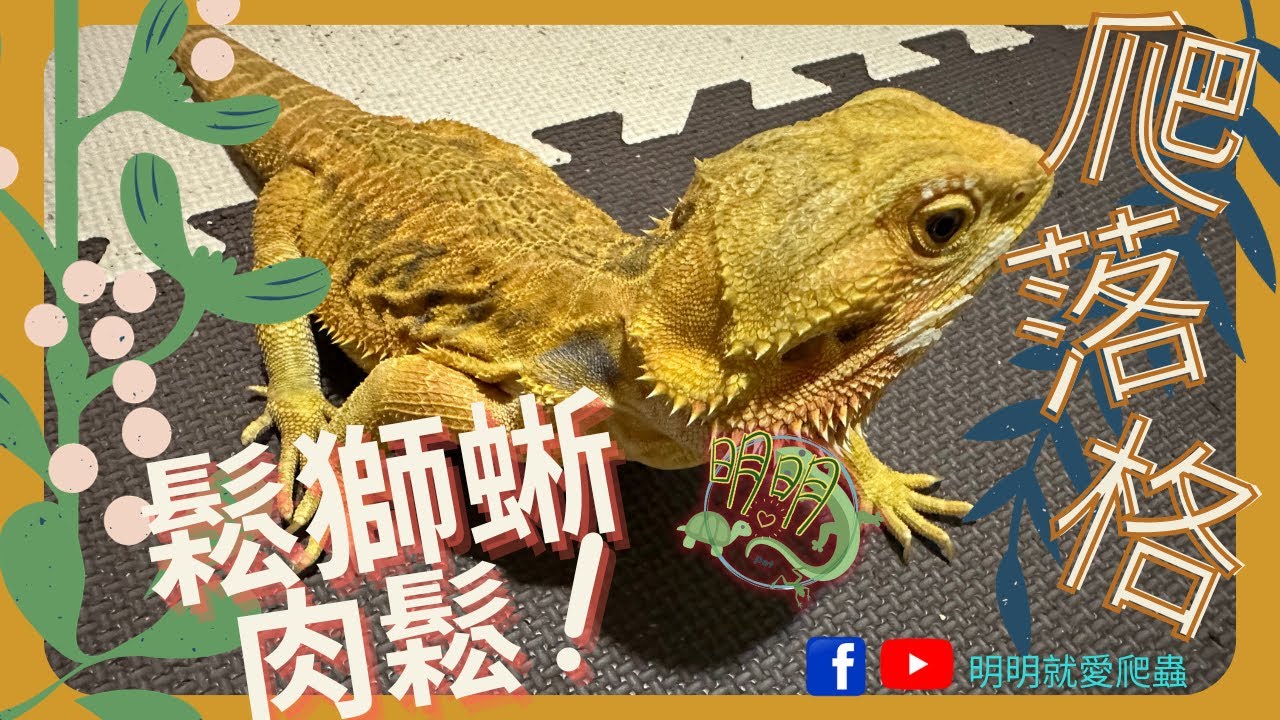鬆獅蜥養起來，很呆萌喔｜爬落格[明明就愛爬蟲]#鬆獅蜥