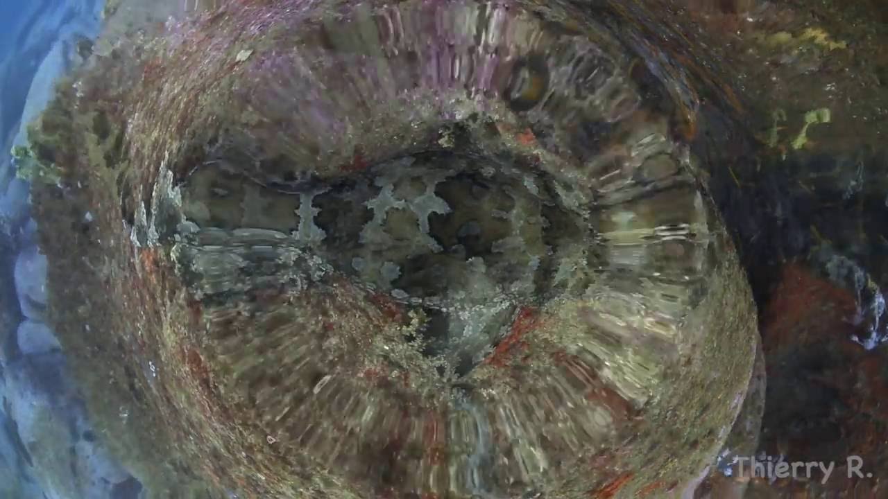 Ornate Wobbegong, Orectolobus ornatus, Shark Point, Sydney, Australia
