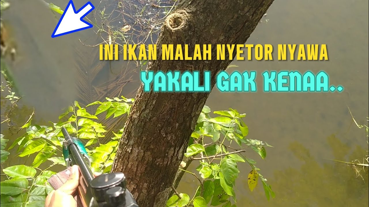 MASER GABUS BIKIN EMOSI PENEMBAK DAN PENONTON😱😵