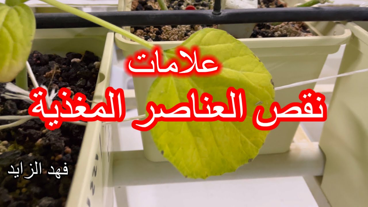 الدرس الثالث اساسيات الزراعة المائية الهيدروبنك.