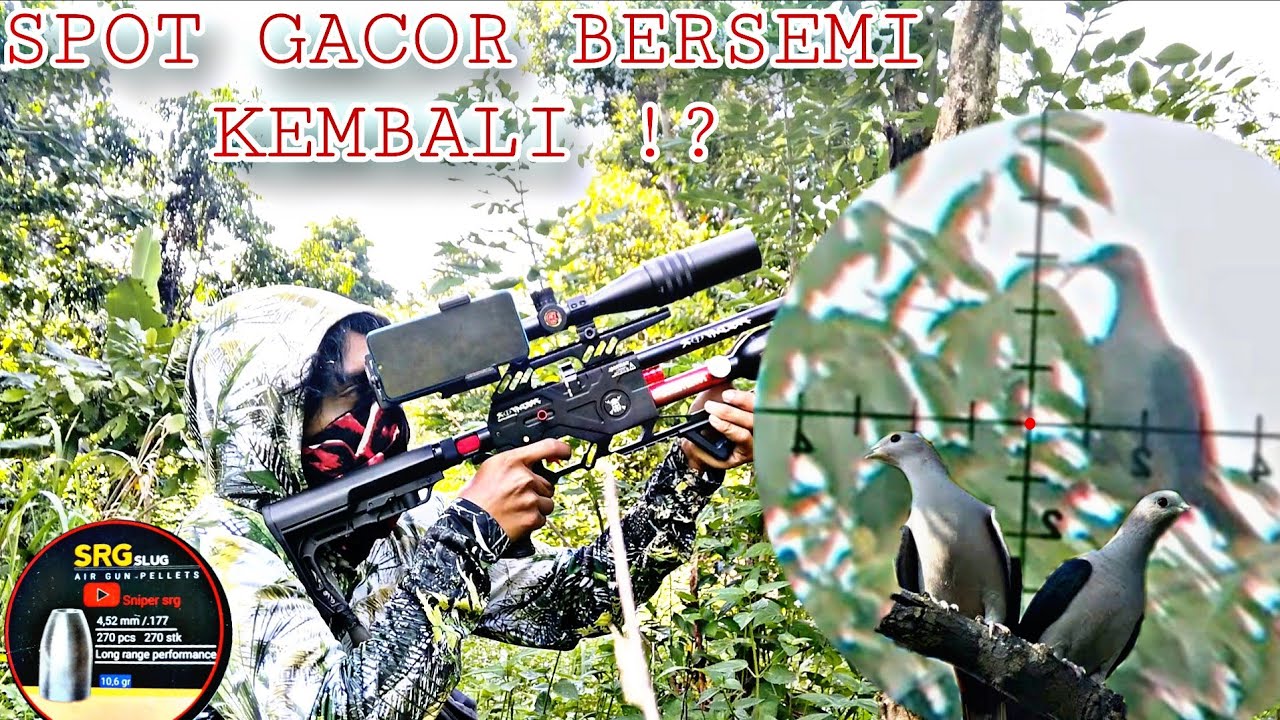 BERBURU PERGAM DAN PUNAI SAAT BUAH DI HUTAN MASAK !! BANYAK PERGAM BERDATANGAN !?
