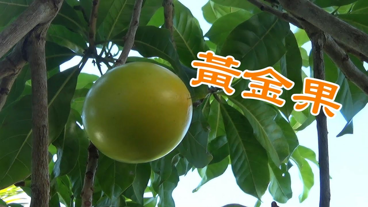 黃金果種植分享