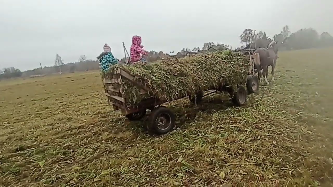 Оттава на корм ч. 2.Сгребаем траву. 