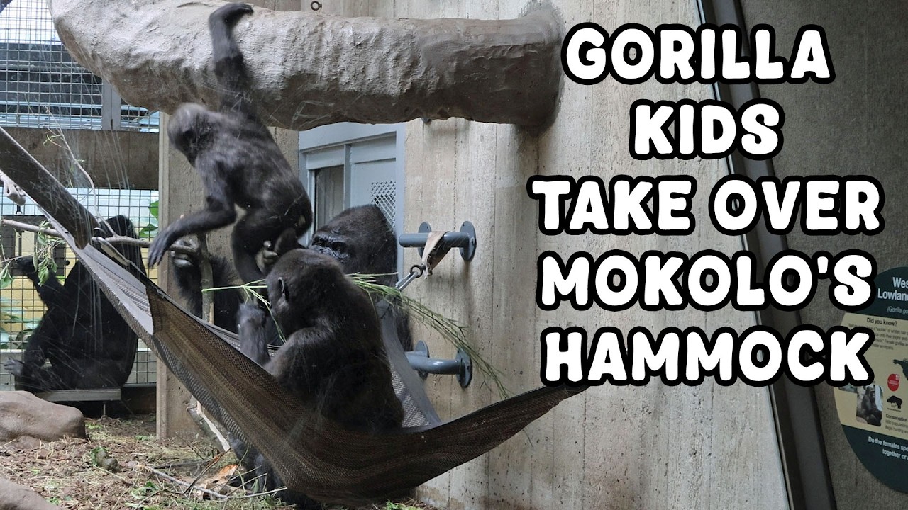 Baby Gorillas Steal Dad’s Throne—See How He Reacts!