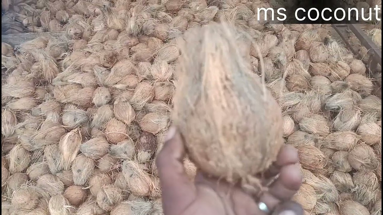 Black coconut packing loading  bharti 80-100-120-150-175- one back 49 and kg 50 Tamilnadu 9843641848