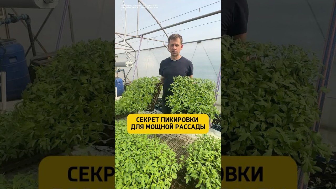 Секрет для мощной рассады. Использую корнестимулятор Greenlife 🌱Ozon: 1642715950 🌱 Wb: 241961026
