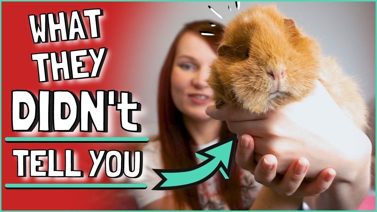 New Owner? 8 Things You Should Know About Your Guinea Pigs!