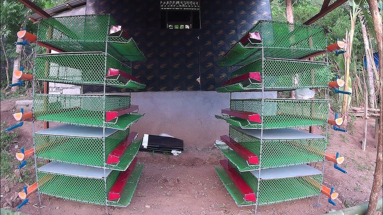 #QuailLayer Quail cage design para sa mga may plano mag alaga ng paitloging pogo