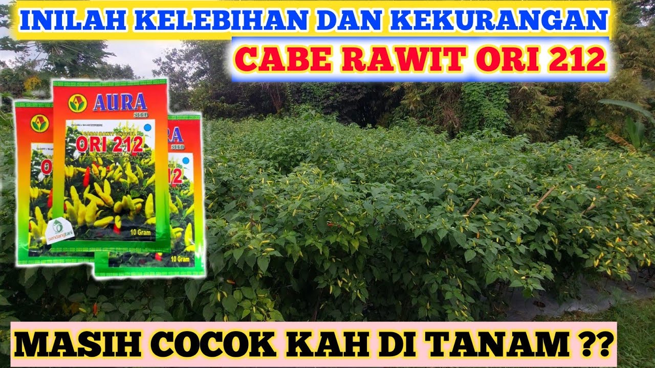 PENTING ‼️ INILAH KELEBIHAN DAN KEKURANGAN CABE RAWIT ORI 212