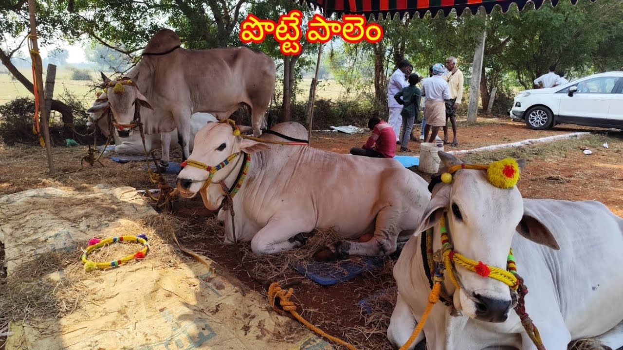 💥🌾14/02/2026 కడప జిల్లా నందలూరు మండలం పొత్తపి గ్రామంలో సేద్యపు ఎద్దుల విభాగంలో 3వ జత💥🌾