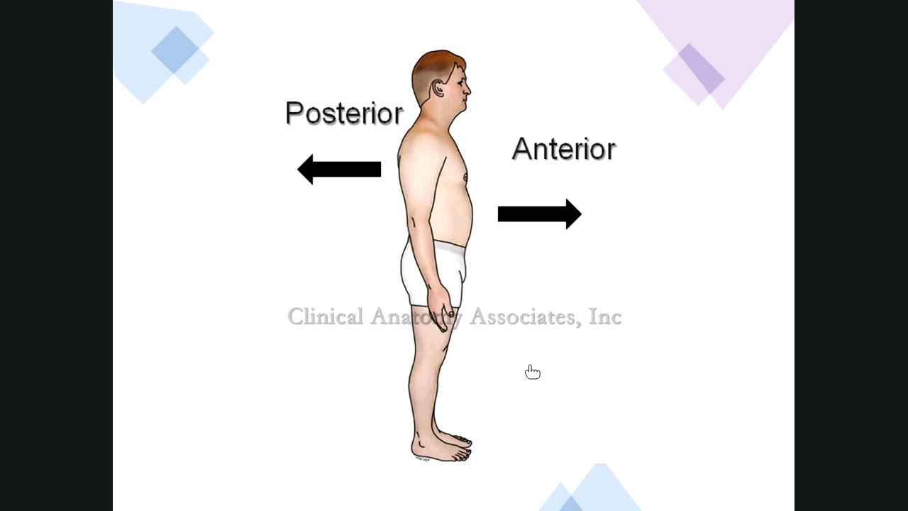 Introduction human anatomy (Foundation A-1)