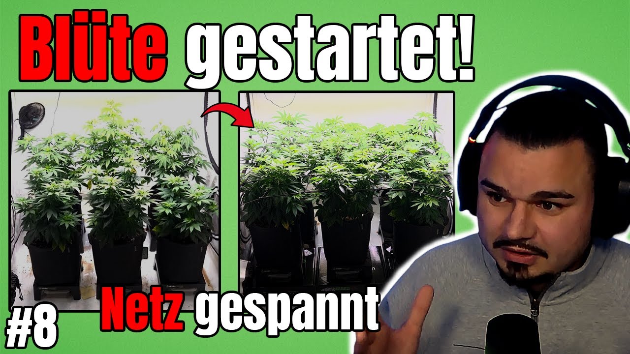 Bl&uuml;te einleiten &ndash; Netz, Training & D&uuml;nger-Start | Grow Tagebuch #8