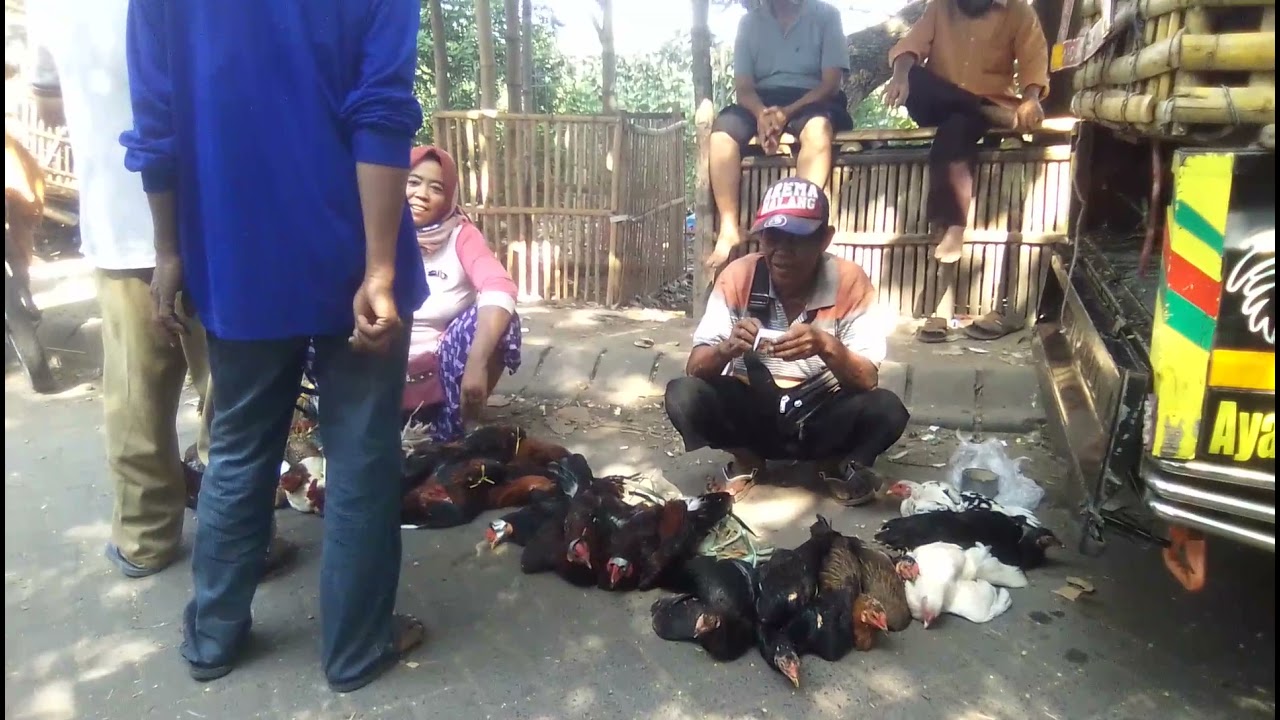 WOW RAMENYA BUKAN MAIN,
Bakul Ayam Pasar Mojoagung, JOMBANG