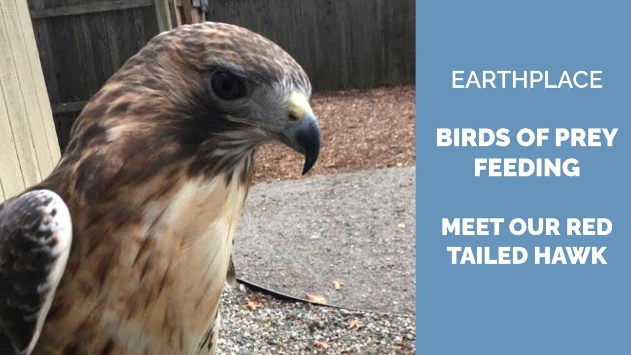 Talon, Red Tailed Hawk Feeding