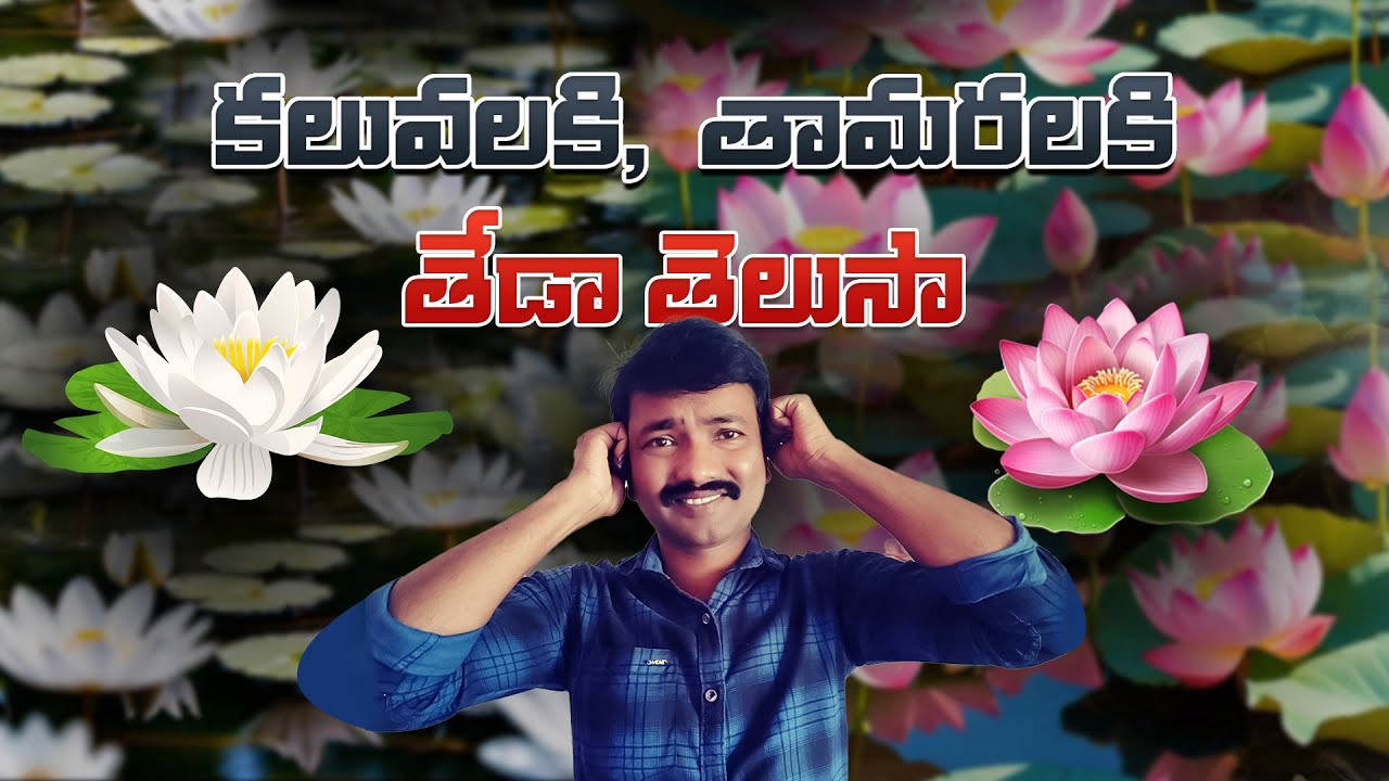 Lotus vs Waterlily: The Surprising Differences || Do you know the difference between lotus and wa...