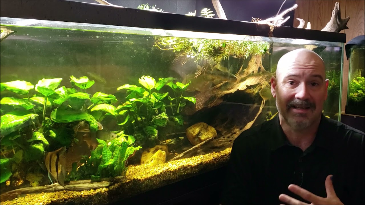 Let's Talk About Aquarium Wood And Nitrate