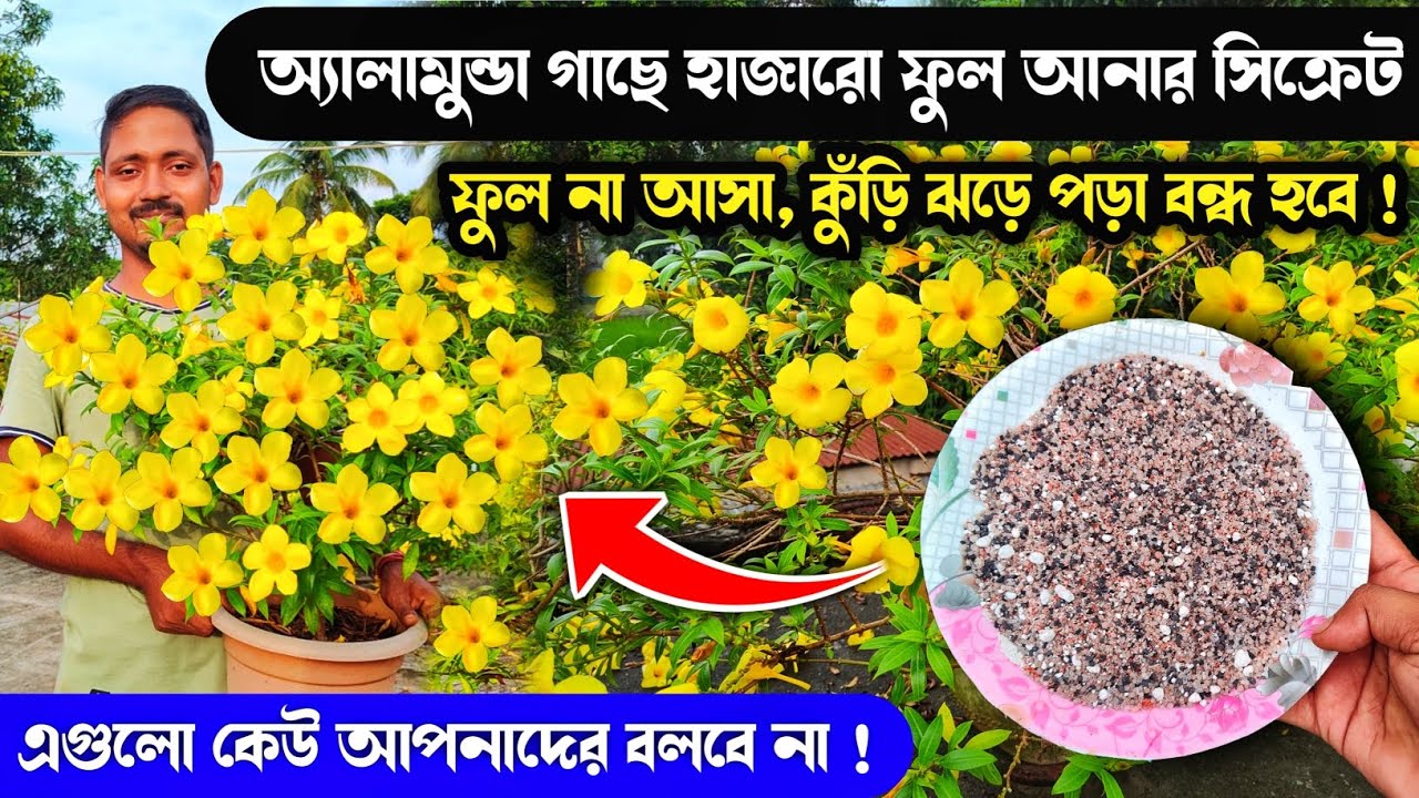 এই ৬টি নার্সারি সিক্রেট মেনে চললে ফুলে ভরে উঠবে আপনার অ্যালামন্ডাগাছ || Allamanda Flowering Secret !