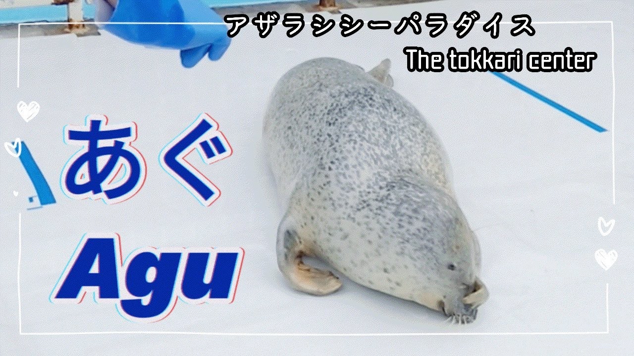 【とっかりセンター②】Agu the seal is a genius seal.【合図＆エサやり体験】