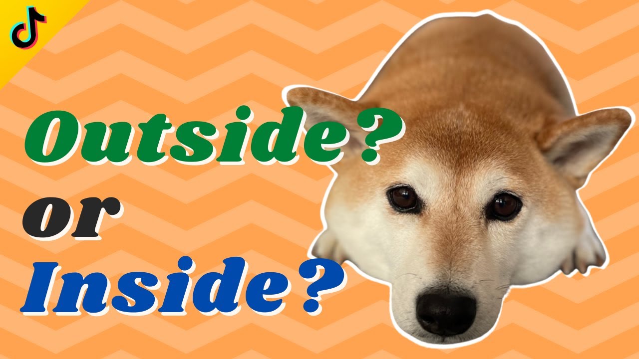 Shiba Dog Diary | Outside or Inside?