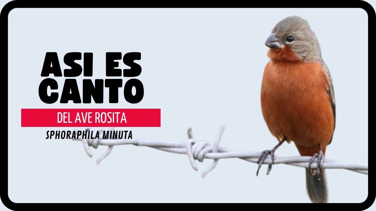 ASI ES EL HERMOSO CANTO DEL AVE ROSITA -Sphoria minuta-(AVES DE CANTO