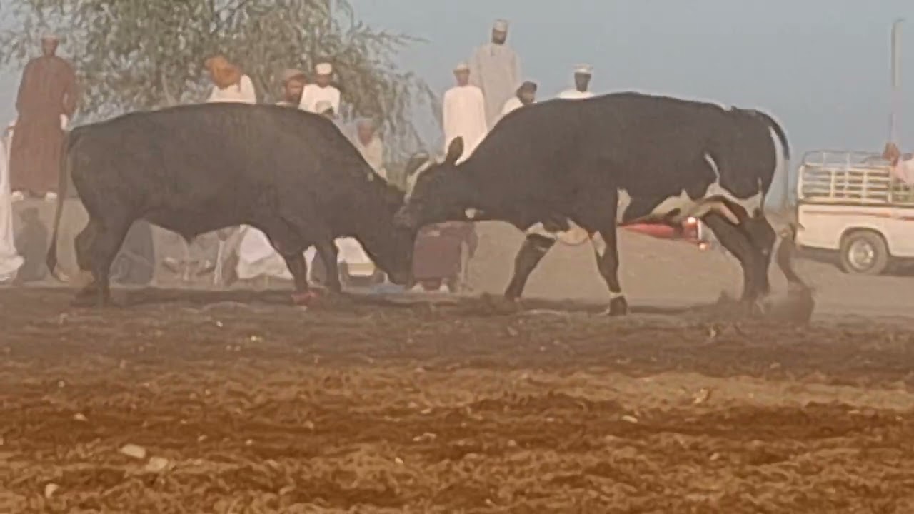 الفلفل البانيان / الزير عبدالله النوفلي