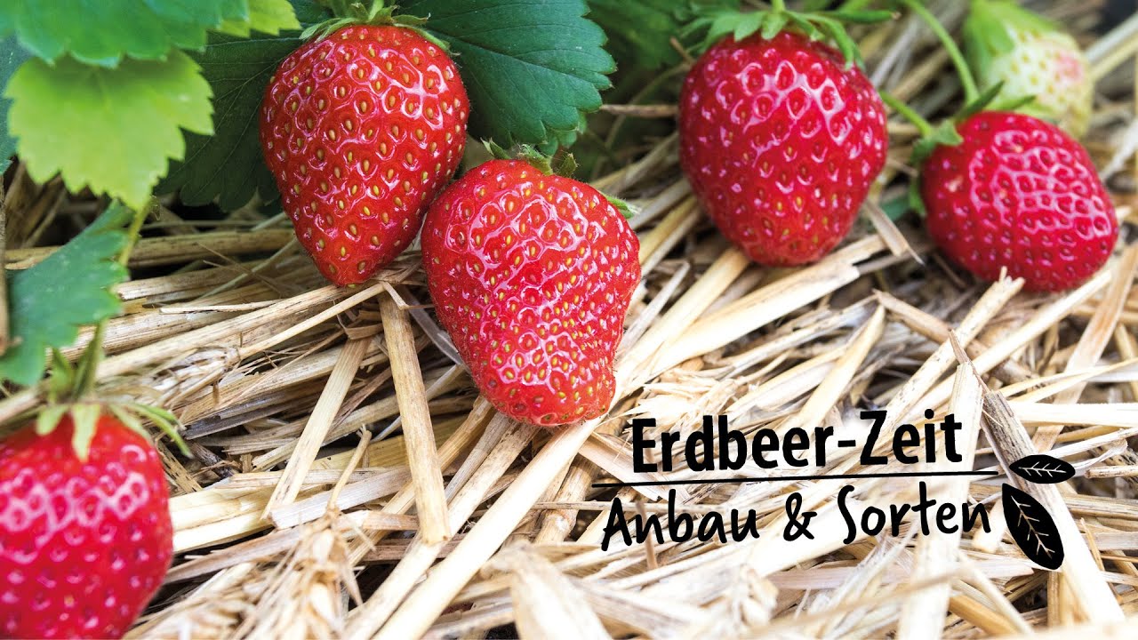 Erdbeersorten und Pflegetipps
