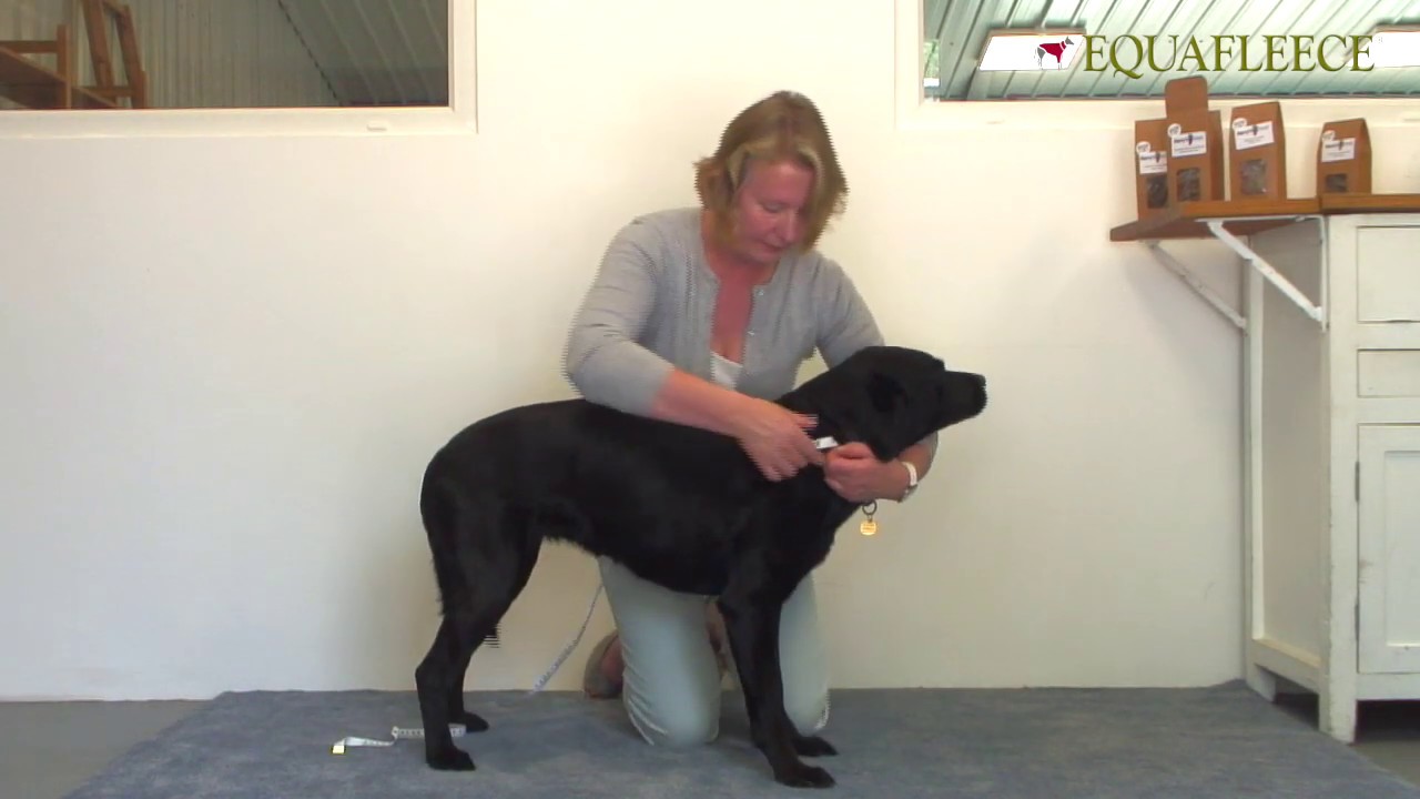 Measuring your dog for an Equafleece garment