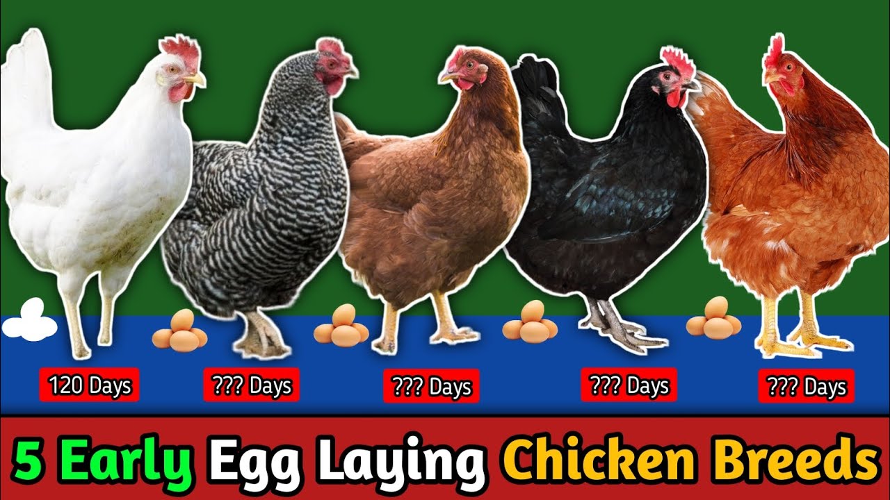 5 जल्दी अंडे देने वाली मुर्गियों की नस्लें👌| 5 Early Egg Laying Chicken Breeds | Desi Murgi Palan