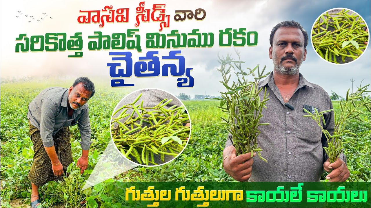  సరికొత్త పాలిష్ మినుము రకం Vasavi Seeds Chaithanya Black gram cultivation Raithannaki thoduga 