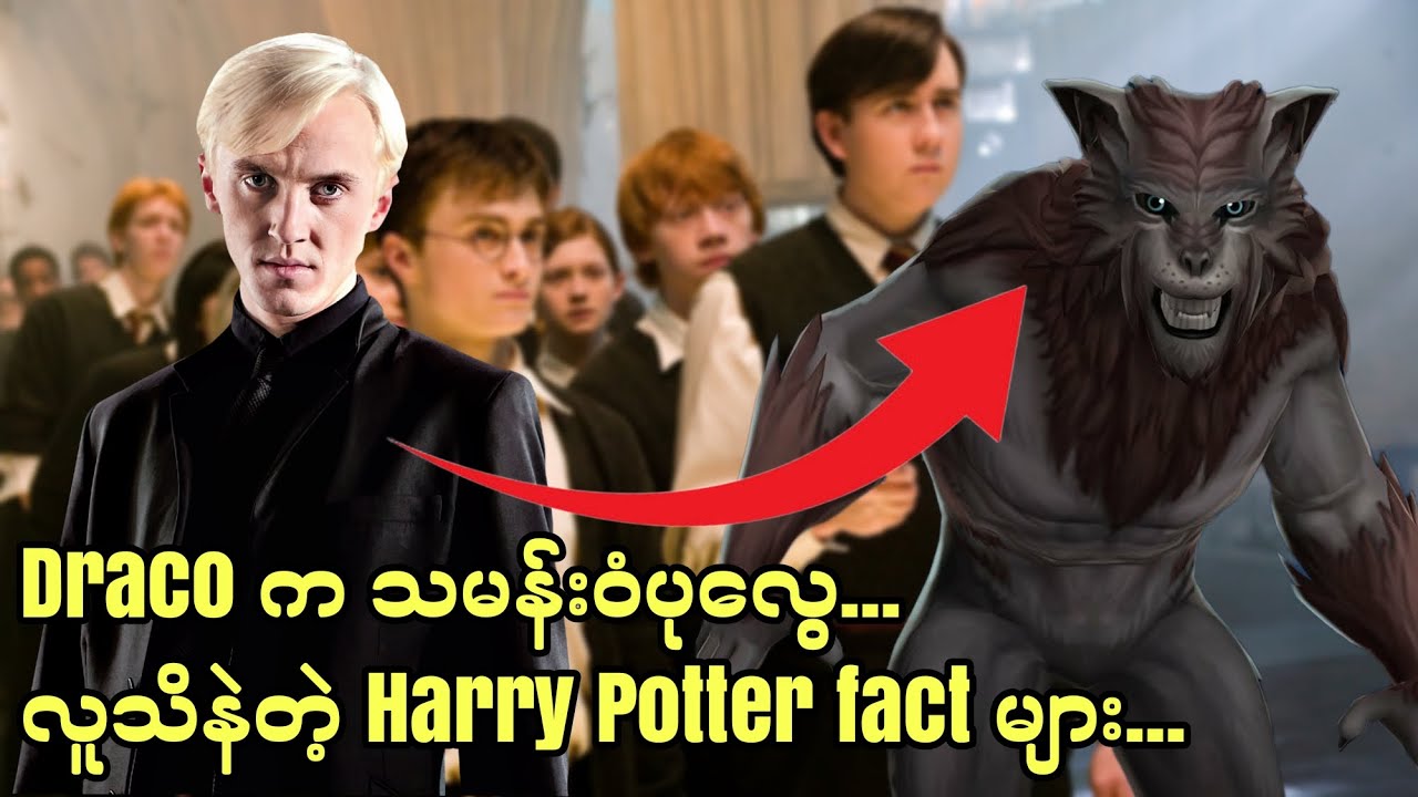 Draco က သမန်းဝံပုလွေ... လူသိနဲတဲ့ Harry Potter fact များ...