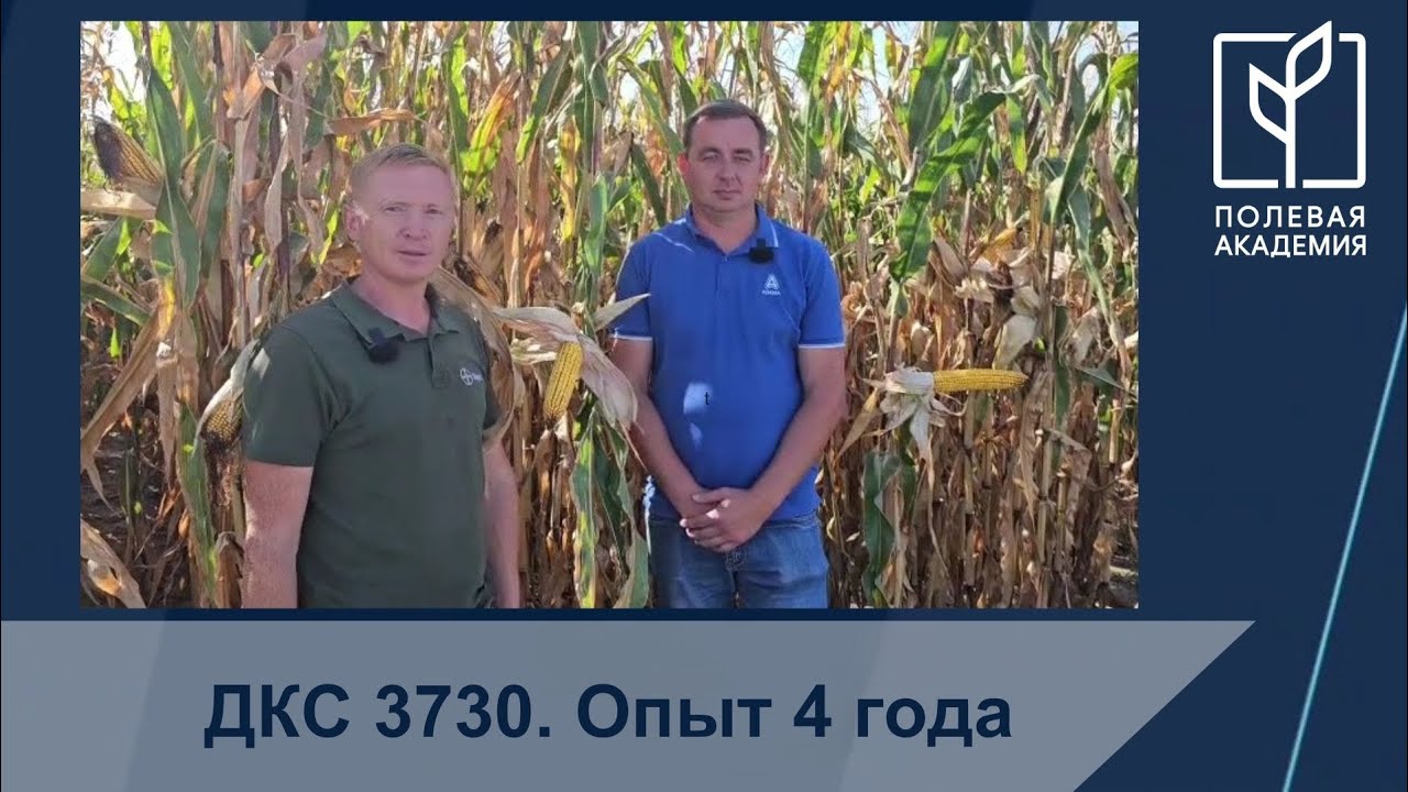 Гибрид кукурузы ДКС 3730 один из лучших гибридов