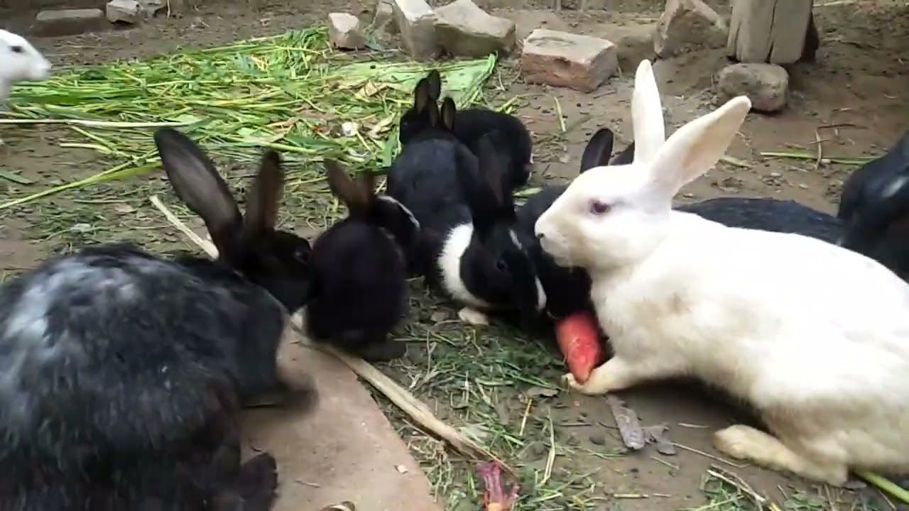 Desi Rabbit Farming Total Loss || Newziland White Rabbit || 2026