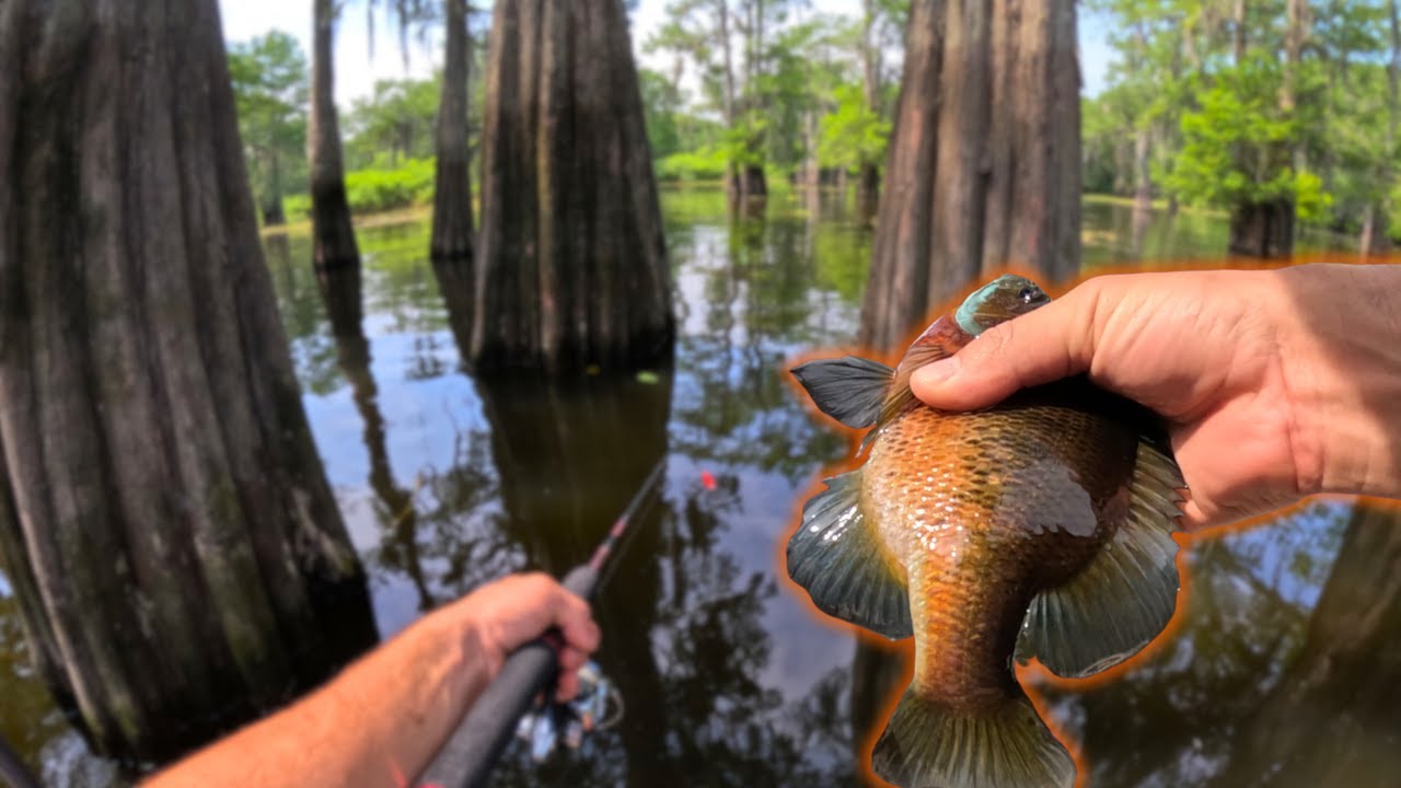 BULL BREAM Swamp Fishing | Atchafalaya Basin