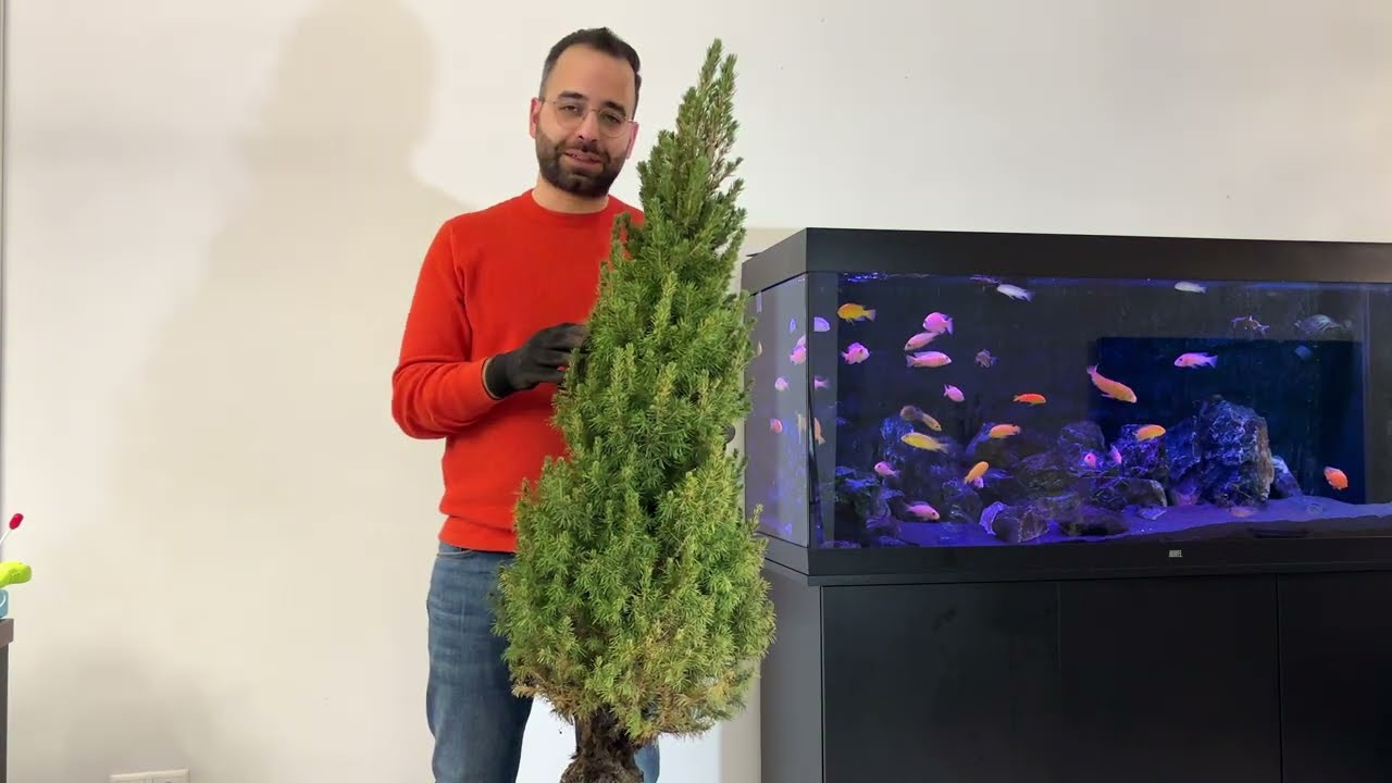 Christmas tree - from garbage to bonsai