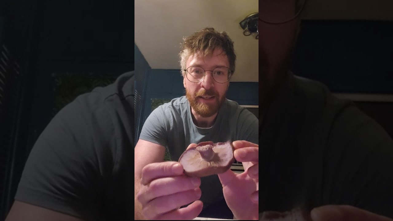 Come foraging with me - wood blewits 🍄