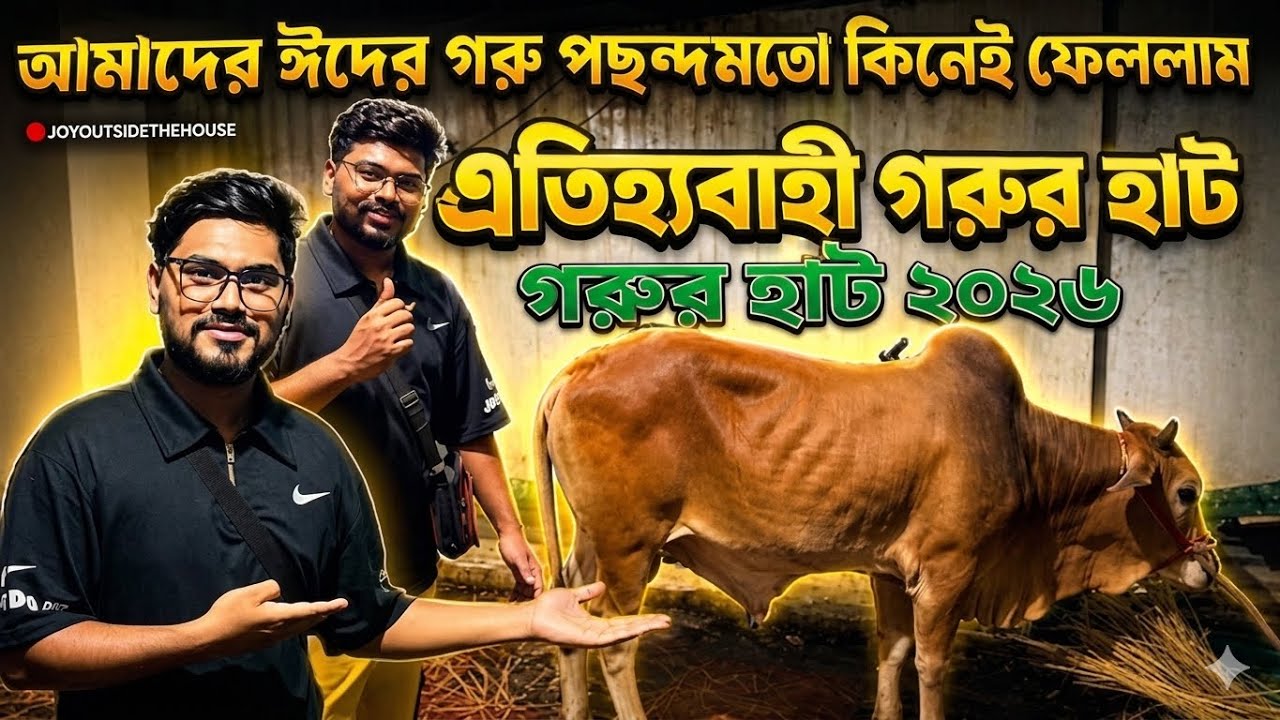 ফাইনালি Goru Kinlam 2025 – কোরবানির হাটের বেস্ট গরু