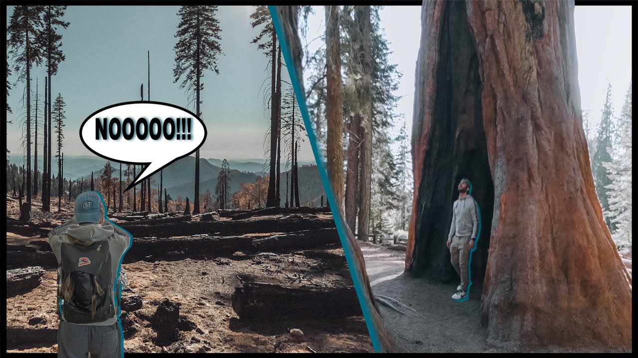 SEQUOIA NATIONAL PARK tour. Alberi larghi 12 metri| America vlog 5