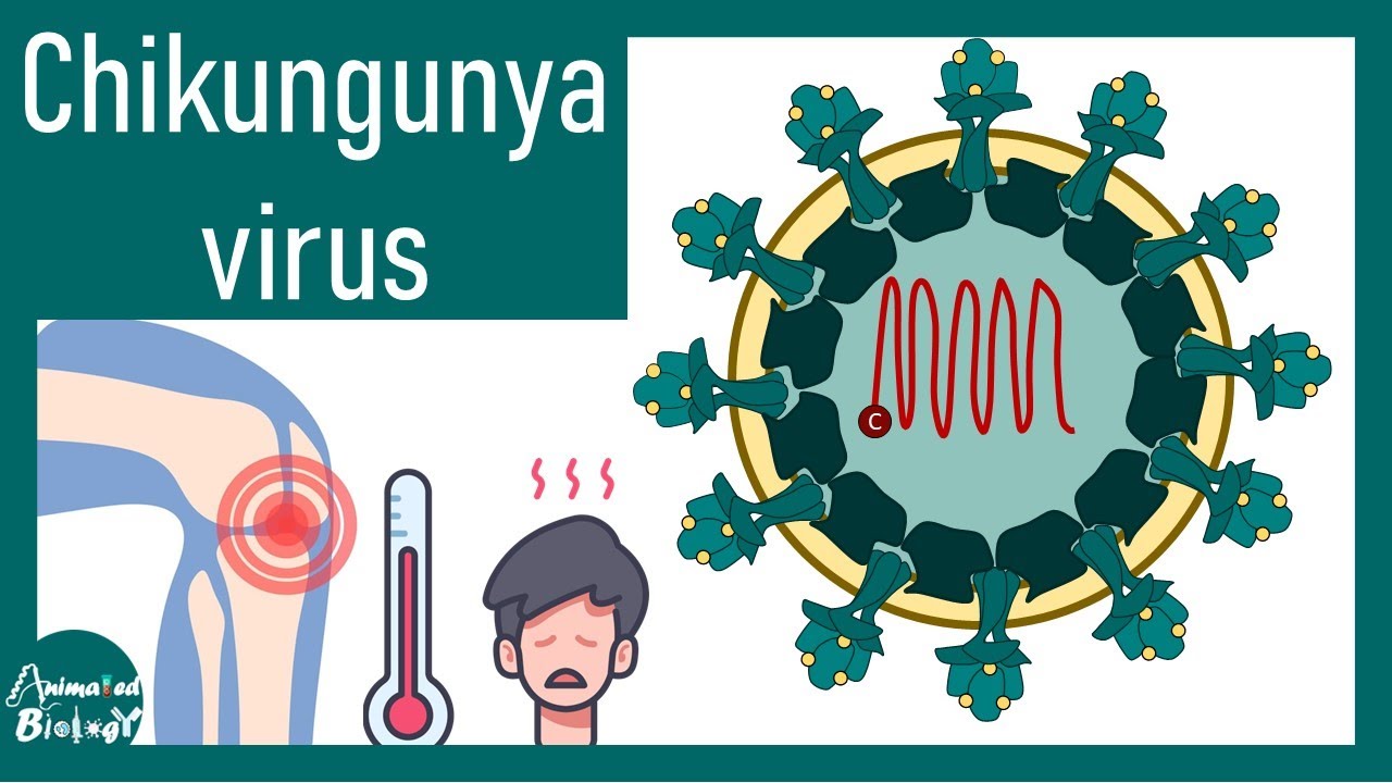 Chikungunya Virus | chikungunya fever | pathology and immunology of Chikungunya | Arbovirus