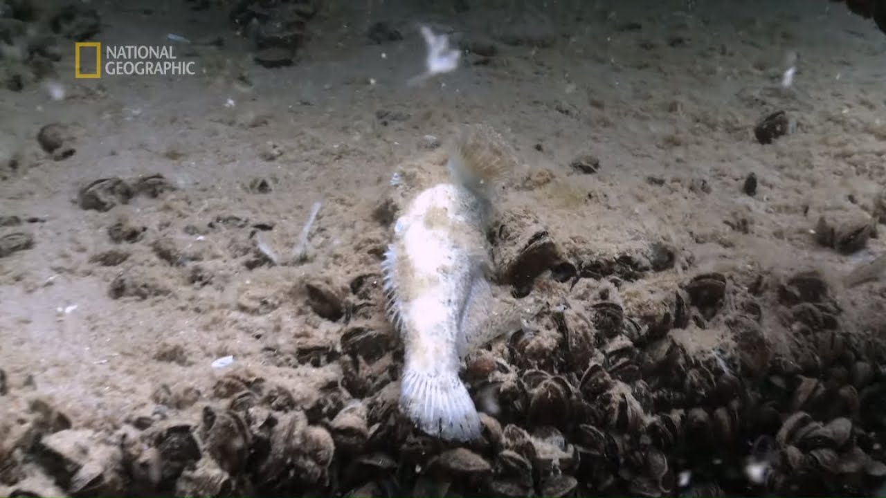 Tutejsze małże doprowadziły do katastrofy ekologicznej [Geologia Wielkich Jezior]
