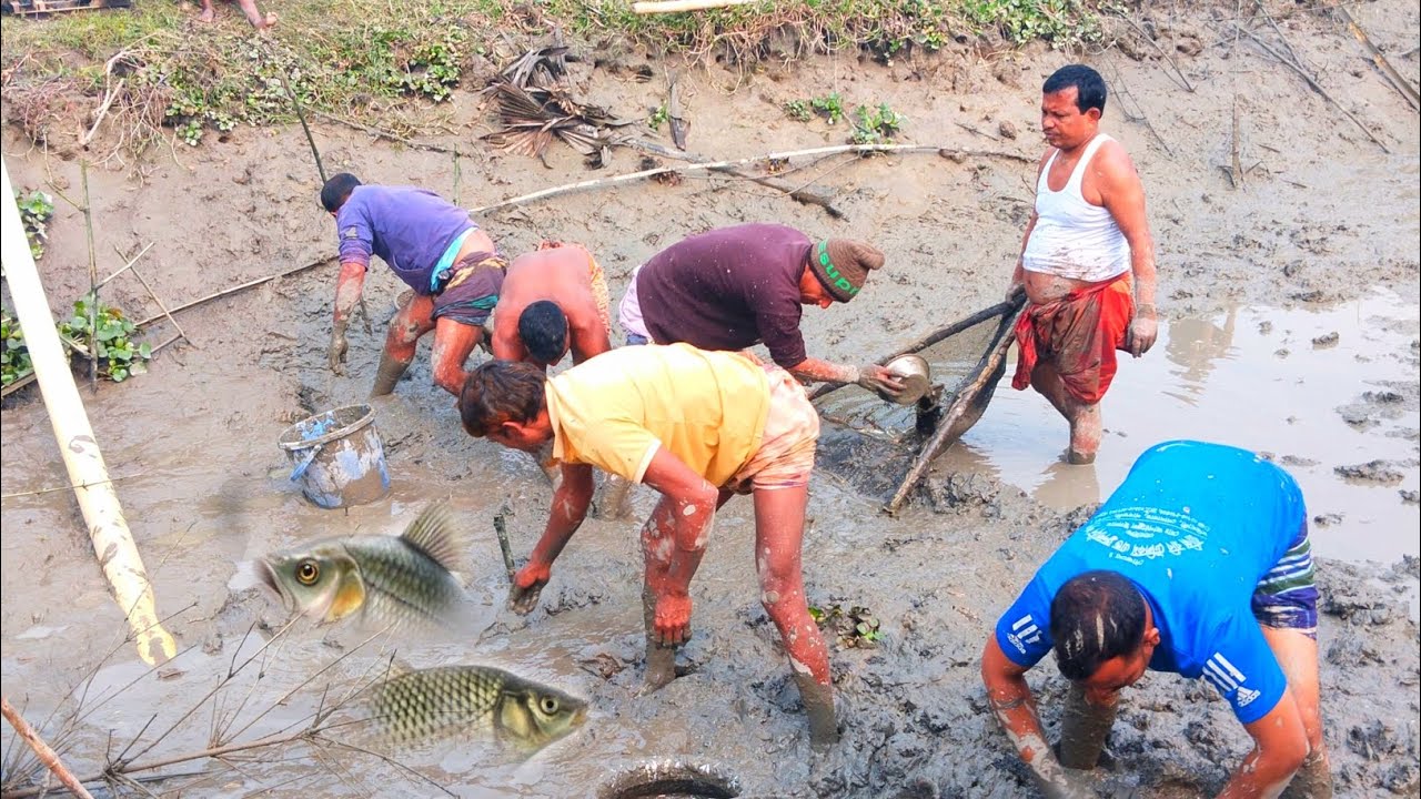 পুকুর সেচে পুচুর পরিমান মাছ ধরলাম 🐟 | Pond Draining & Massive Fish Catch | natural village fishing