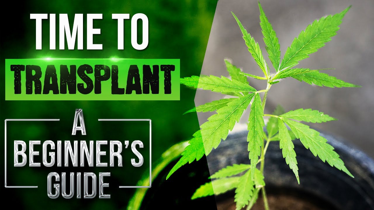 HOW TO TRANSPLANT CANNABIS CLONES INTO ONE GALLON POTS (STEP BY STEP)