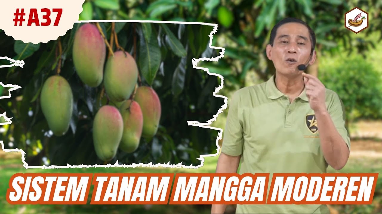 Tanam Mangga Dengan Metode Moderen
