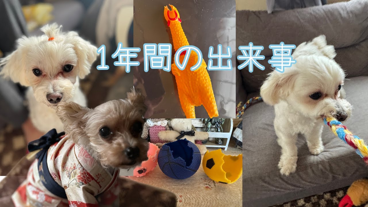 犬の手術から始まった１年。今年も少ない登録者さんに支えてもらい感謝🥲
