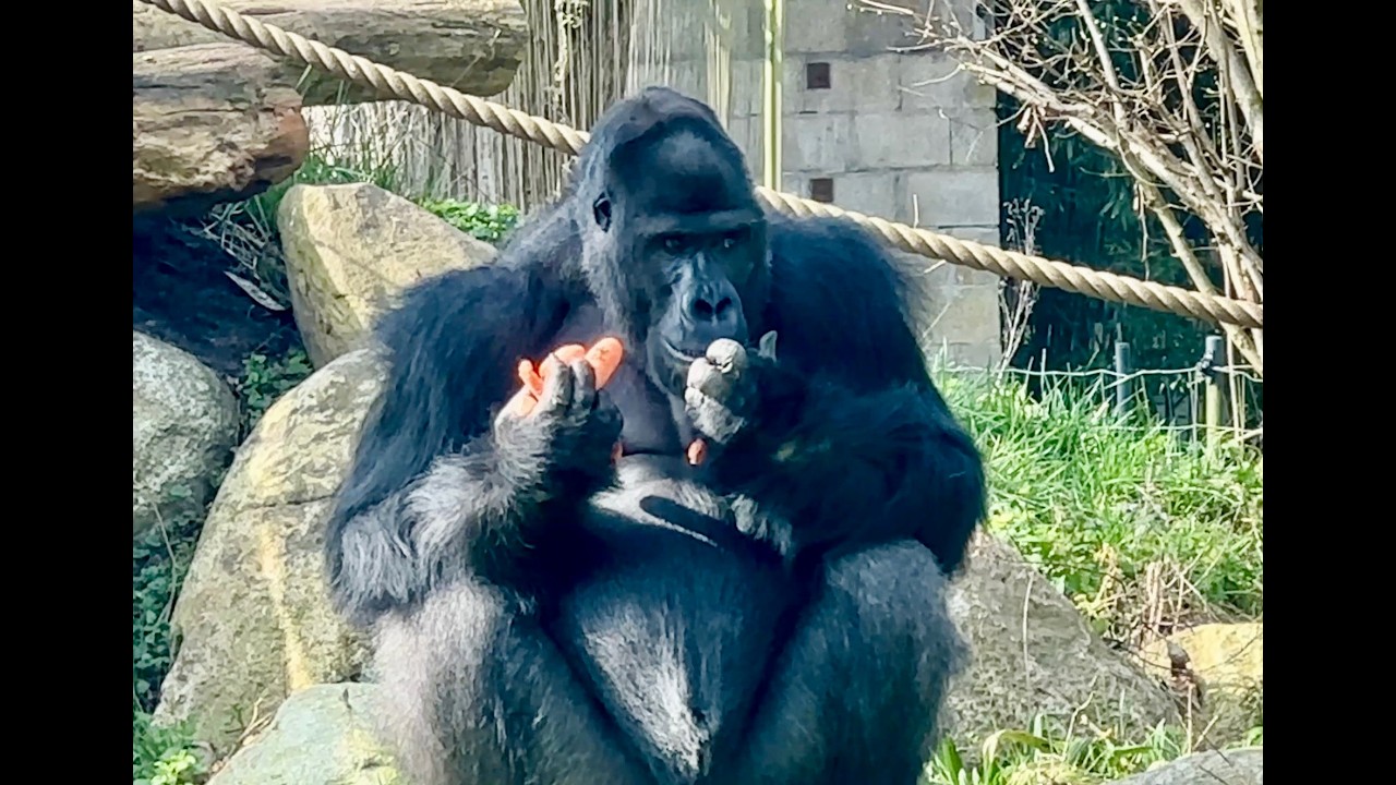 It's wonderful to be outside and this troop, especially Yanga, is doing so well!!