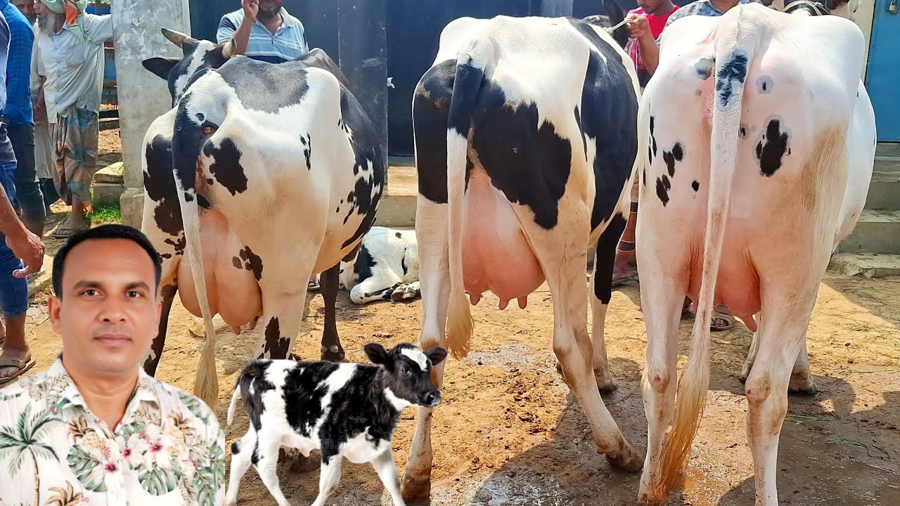 ০২/০৩/২৬/ রানিগঞ্জ গরুর হাট থেকে ১৫_২০লি: দুধের   উন্নত জাতের দুধের গাভী গরুর দাম দর জানুন  #cow