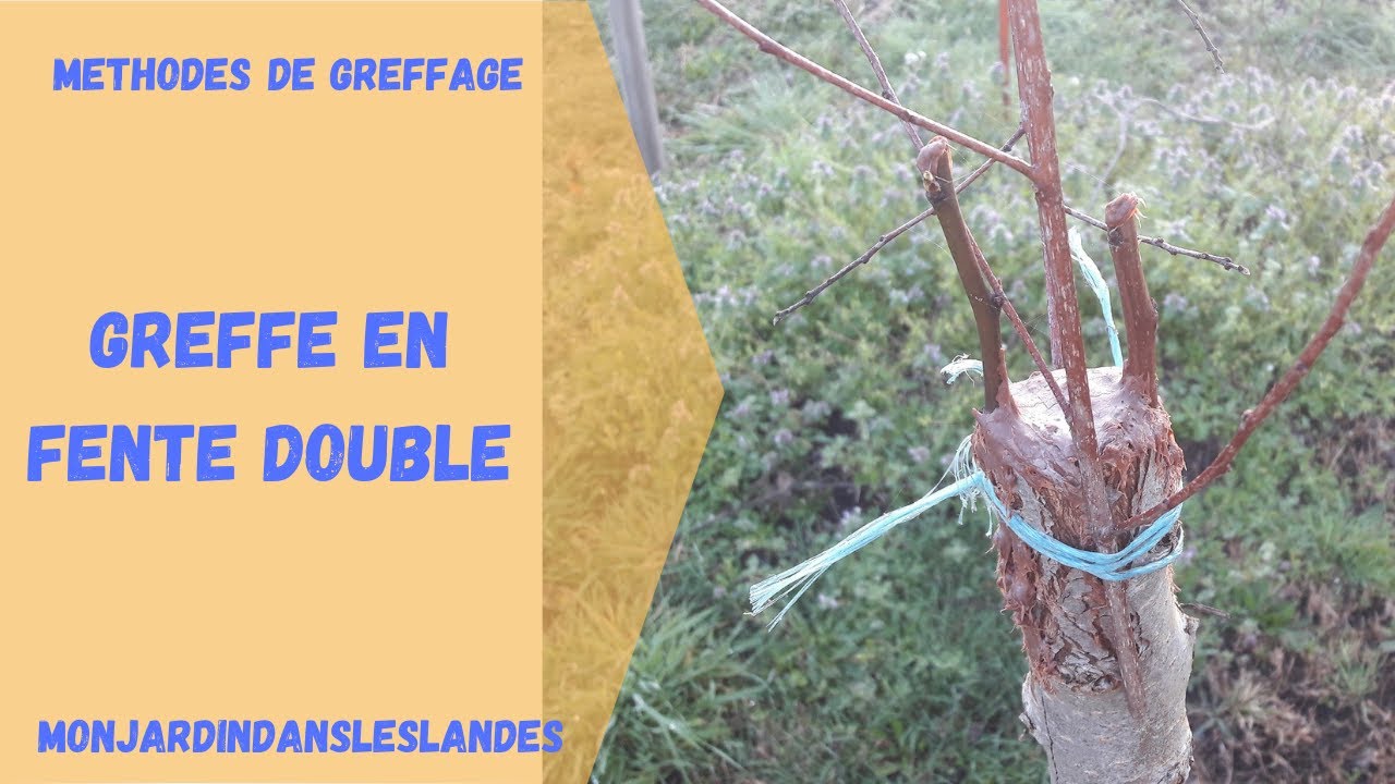 Greffe en fente de poirier - Monjardindansleslandes