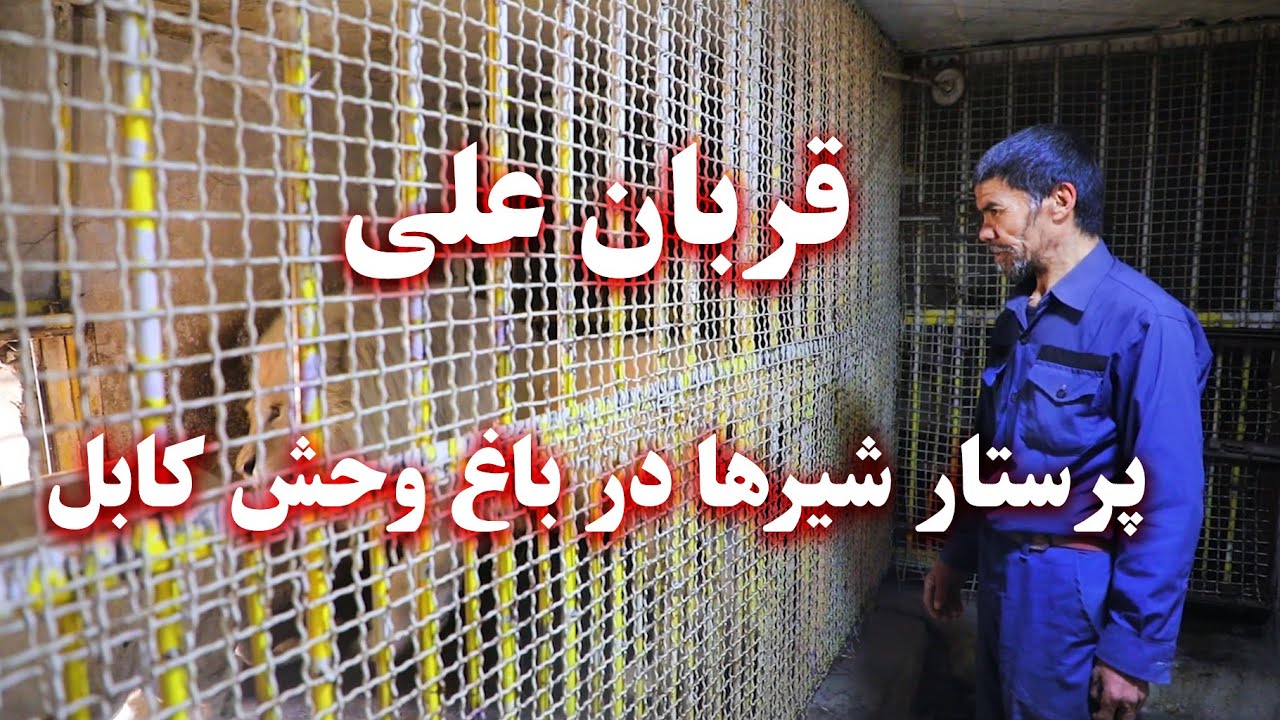 Qurban Ali - lion nurse in Kabul Zoo - قربان علی - پرستار شیرها در باغ وحش کابل