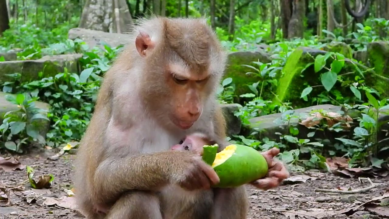 Monkey live in Angkor Wat  EP  260