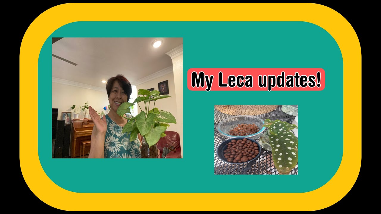 My Leca updates