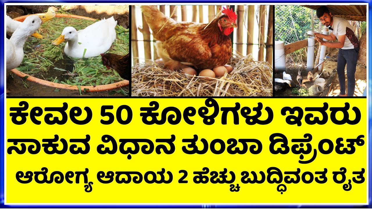 nati koli sakanike in Kannada ಕಾವಿಗೆ ಕೂರಿಸಿ ಮರಿ ಮಾಡಿಸಿದರೂ 10-15 ದಿನದ  ಮರಿಗಳು ಪ್ಯೂರ್ ನಾಟಿ ಕೋಳಿ ಫಾರಂ